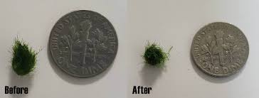 The debris will allow beneficial bacteria to propagate and provide some delicious food for the algae to munch on. Marimo Moss Balls Care Guide Tank Setup Mates