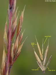 Image result for Festuca chodatiana