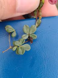 Image result for Zornia setosa