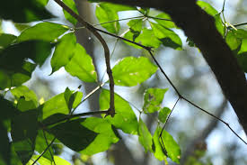 Image result for Rothmannia manganjae