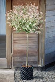 Hakuro Nishiki Dappled Willow Standard Dappled Willow Dappled Willow Tree Garden Design