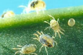 Please let me know if you've experienced these on your house plant soil. Fast Moving White Bugs In Your Soil Common Houseplant Bugs