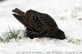 Das hat mit der flächenversiegelung zu tun und auch den hohen immobilienpreisen. Vogel Im Winter Wintervogel Vogelfutterung Bilder Grundschule