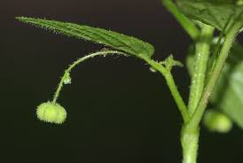 Image result for Micrococca