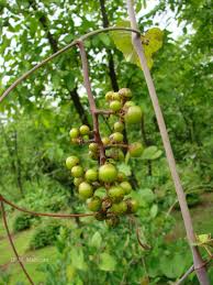 Image result for Ampelocissus