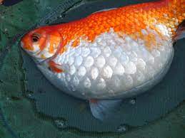Dropsy Fish Disease - Symptoms, Prevention And Cure - The Aquarium Guide