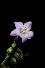 Image result for Wigandia urens