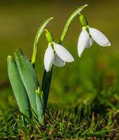 Snowdrop Meaning In The Cambridge English Dictionary