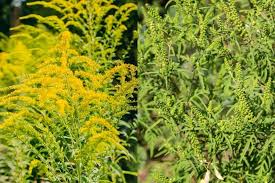 Maybe you would like to learn more about one of these? Ragweed Vs Goldenrod How To Tell Differences And Pictures Florgeous