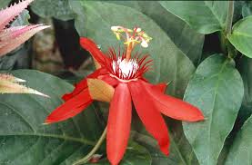 Image result for Passiflora vitifolia