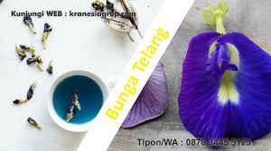 For more information and source, see on this link : 0878 3445 5123 Kembang Telang Untuk Mata Teh Kembang Telang Penjual Bunga Toko Bunga Bunga