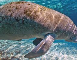 See more of manatee on facebook. West Indian Manatee Trichechus Manatus Rainforest Alliance