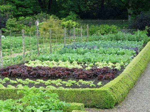 10 Tips On Growing Your Own Vegetable Garden