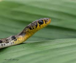 Image result for Amphiasma