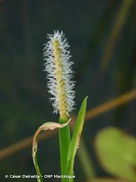 Image result for Eleocharis mutata