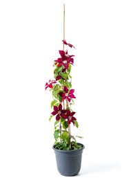This is a relatively low maintenance woody vine. Waldrebe Rebecca Clematis Rebecca Gunstig Online Kaufen