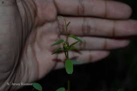 Image result for Helinus