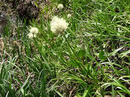 Image result for Brachythrix