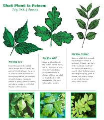 How To Spot Poison Ivy Oak Sumac Nestlette Poison Ivy Plants Poisonous Plants Plants