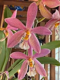 Image result for Stellaria mannii