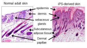 Did you know that hair follicles don't just grow hair, but also determine how your hair should look read our article to understand the anatomy of your hair follicles, its functions, hair growth cycles the sebum or natural oil produced from sebaceous glands 4 near the hair follicles keeps the hair. Skin With Hair Follicles And Glands Grown In Lab