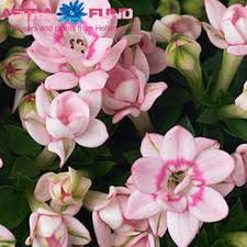 Image result for Bouvardia longiflora