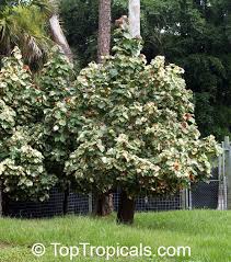 Image result for Hibiscus tiliaceus