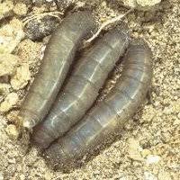 Hier deshalb einmal erklärt, wie sie den gartenboden anhand dessen können sie also ganz leicht die bodenart in ihrem garten bestimmt. Schadlinge Im Rasen Nachhaltig Bekampfen E Nema