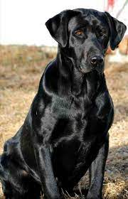 Black Lab Cross Stitch Pattern Cross Stitch Pattern Black Etsy Black Labs Dogs Black Lab Puppies Lab Puppies