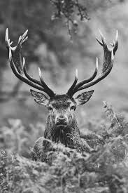 Black And White Deer Picture Desvre Deer Photography Animals Deer