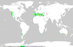 Ini adalah wilayah yang berkongsi nama iklim, serta iklim itu sendiri. Iklim Mediterranean Wikipedia Bahasa Melayu Ensiklopedia Bebas