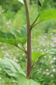 It has spiny leaves that emerge from rosettes and deep roots. Ohio Weedguide