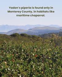 Image result for Hyparrhenia madaropoda