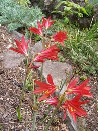 Image result for Polystachya bifida