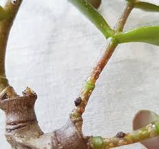 Image result for puklice