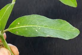 Image result for Sphenocleaceae