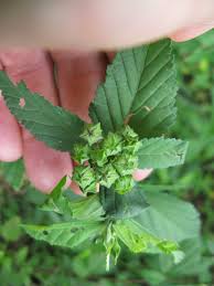 Image result for Sida rhombifolia