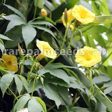 Image result for Merremia verecunda