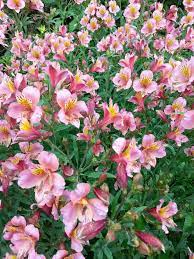 Little But Mighty Alstroemeria Alstroemeria Alstromeria Flower Photos