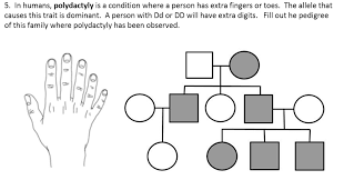 14 Rational Simple Pedigree Worksheet