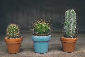 More and why is life worth living if you aren't there. How To Save A Dying Cactus Succulents Network