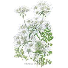 Check spelling or type a new query. White Lace Orlaya Seeds Flowers Botanical Interests