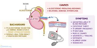 Image result for Aldosterone