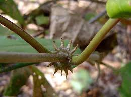 Image result for Mondia ecornuta