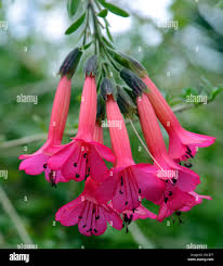 Image result for Cantua