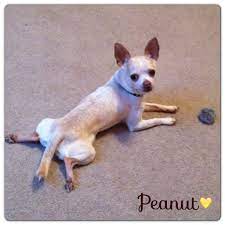 Peanut The Chihuahua Pin Him Cute Chihuahua Chihuahua Funny Chihuahua Love
