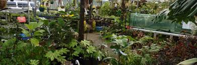 Browse more than 800 plants by feature, color, and size to find the perfect garden companions. The Plant Place Largest Garden Center In Hamilton