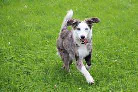 Border collie and australian shepherd mix (border aussie) also referred to as australian collie or aussieollie, the australian shepherd and border collie's offspring are just as intelligent and hardworking. Australian Shepherd Lab Mix 5 Must Know Facts Before Buying Perfect Dog Breeds