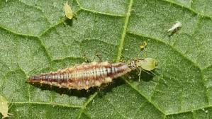 So wird das das ökologische pflanzenschutzmittel eingesetzt. Ble Pressemitteilungen Schadlinge Im Garten Vorbeugen Statt Spritzen