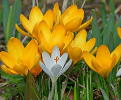 There is room in virtually any garden design for the many shades of yellows found in unlike many bulbs, daffodil bulbs can last for decades, even spreading as time goes on. 11 Yellow Spring Flowers To Make Your Garden Pop